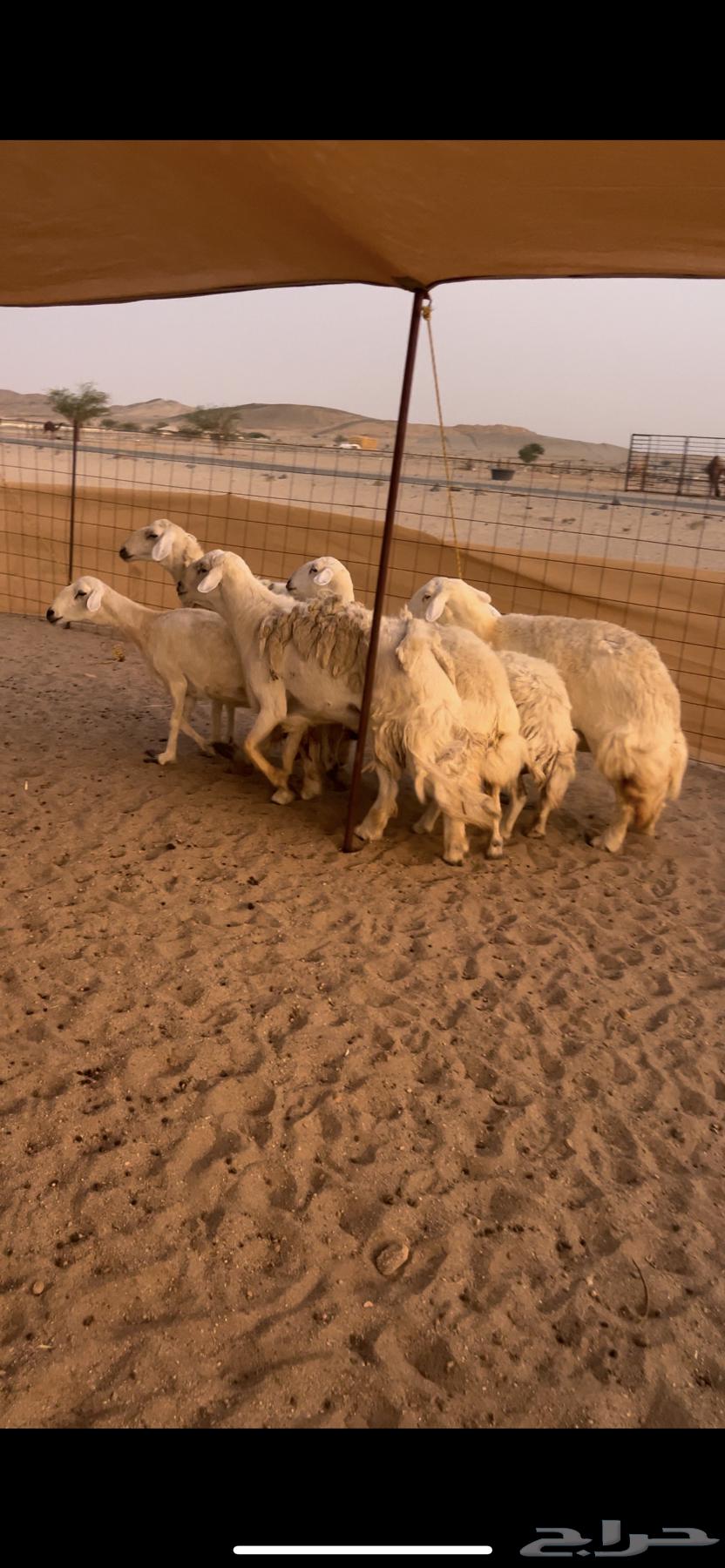 Premium free-range sheep with ram for those who prefer quality64388647095425110