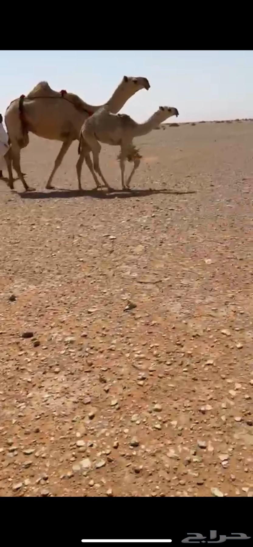 عشرا ثنو رمانيه طيبه ومعها بكره طيبه باتليه64387732254723110