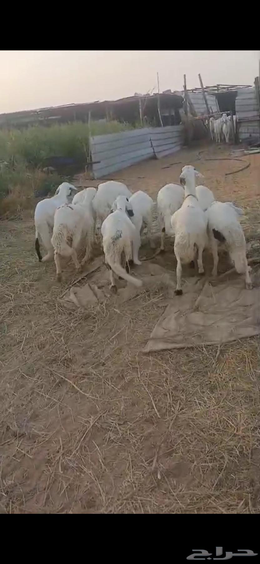 للبيع سواكن مرابي طيبه64377564834435112