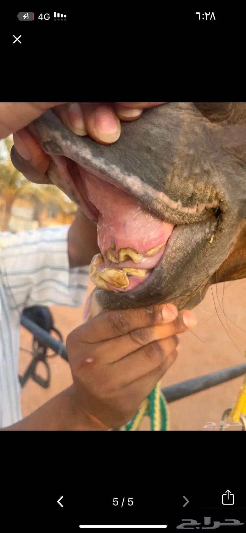 فرس انقليزيه سباق64389433149571114