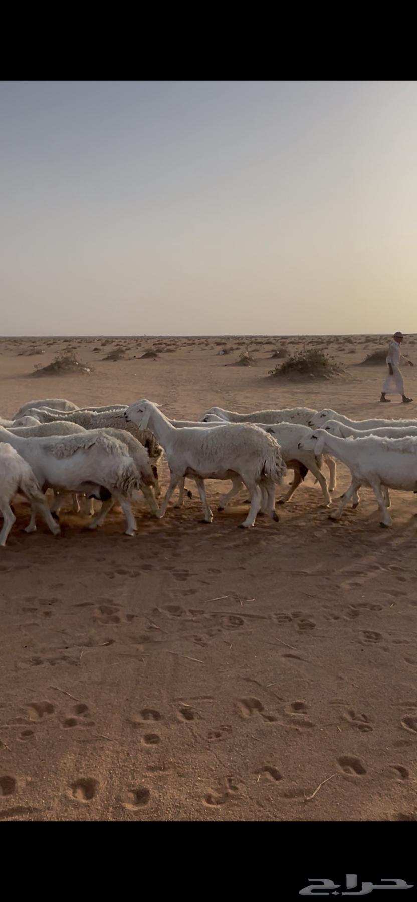 غنم حريات للبيع64391133055618114