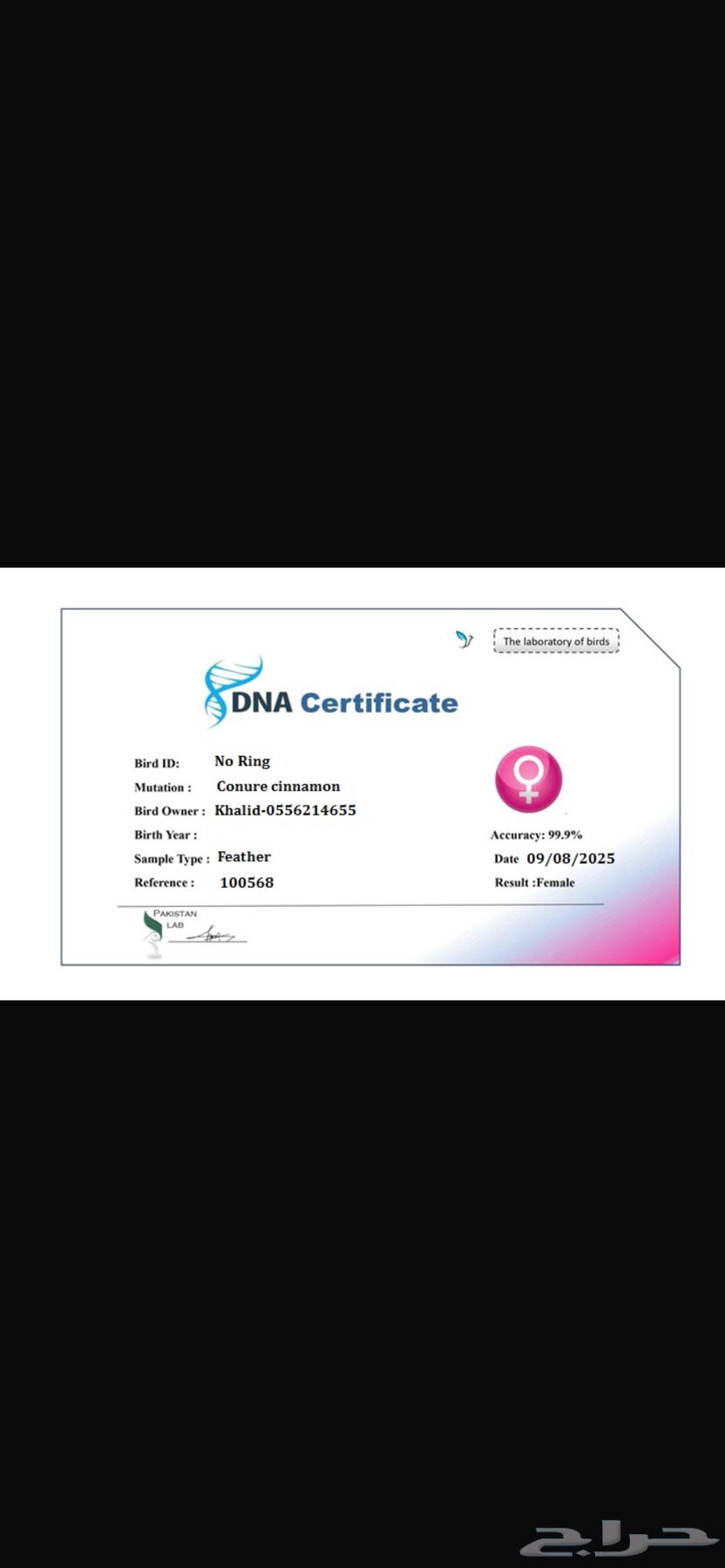 كنيور سنمون انثى محلل64378789236226113