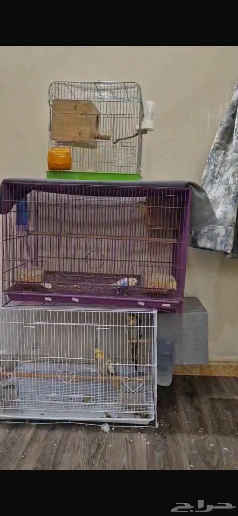 زوج بادجي منتج مع الانتاج64389957687298110