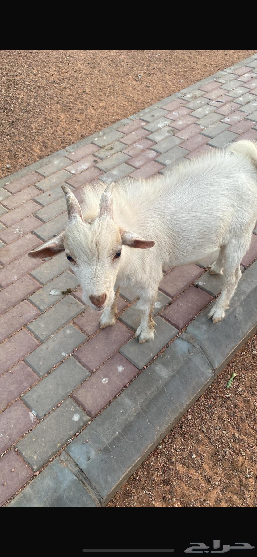Dwarf goat, 7 months old, recovered, for sale64389155325570110