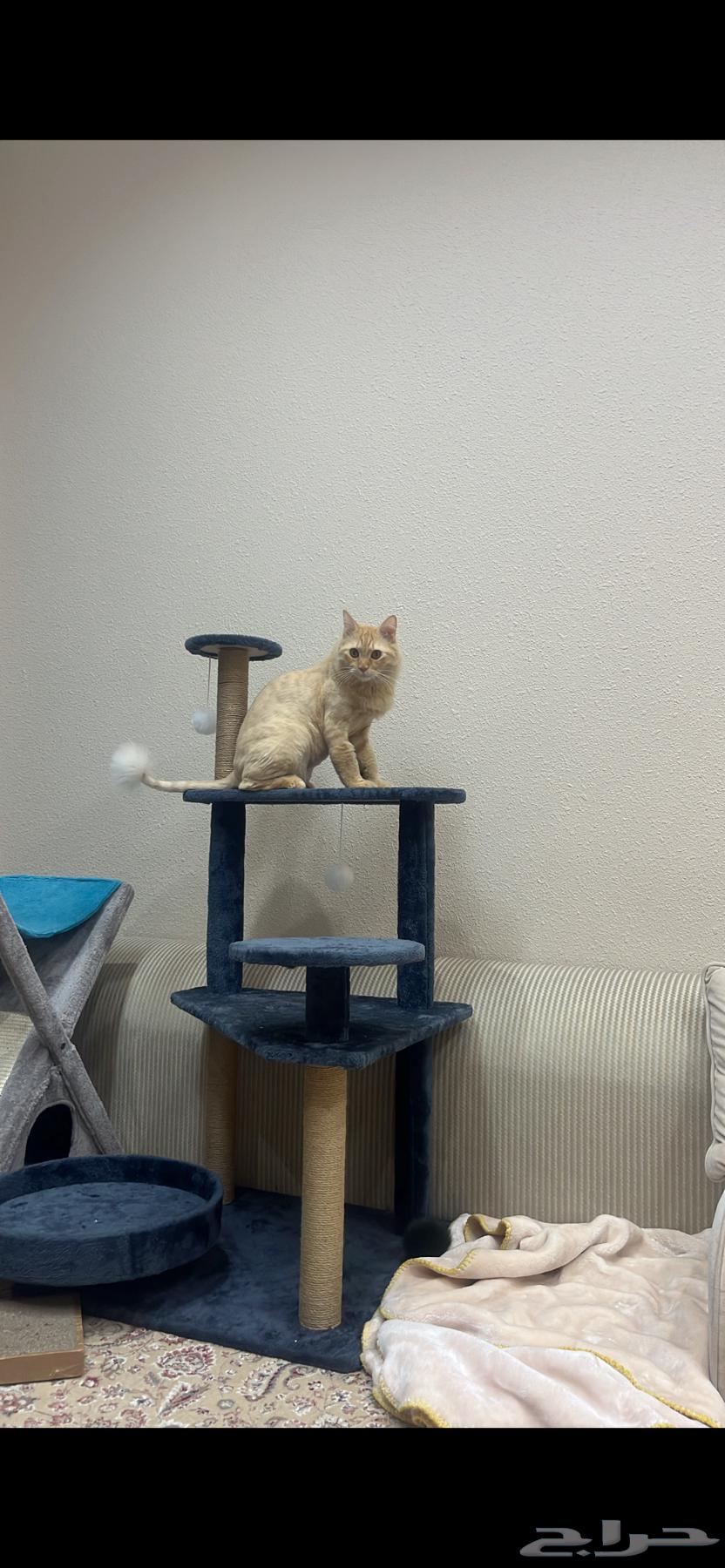 شجرة قطط للبيع نظيفه وجديده64387815519873110