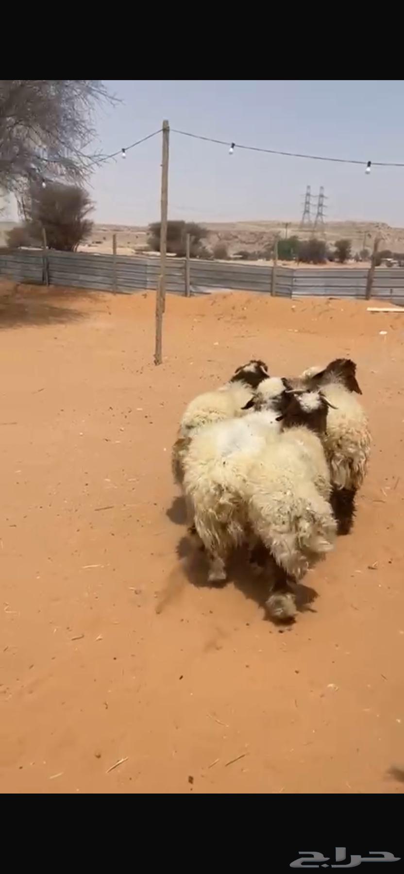 نعيمي بلدي فاخر- يوجد التقسيط تمارا64383469929601114