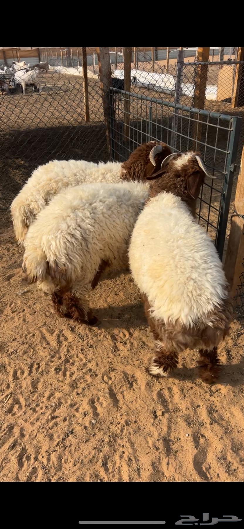 خرفان طيبه للبيع64382541726593112