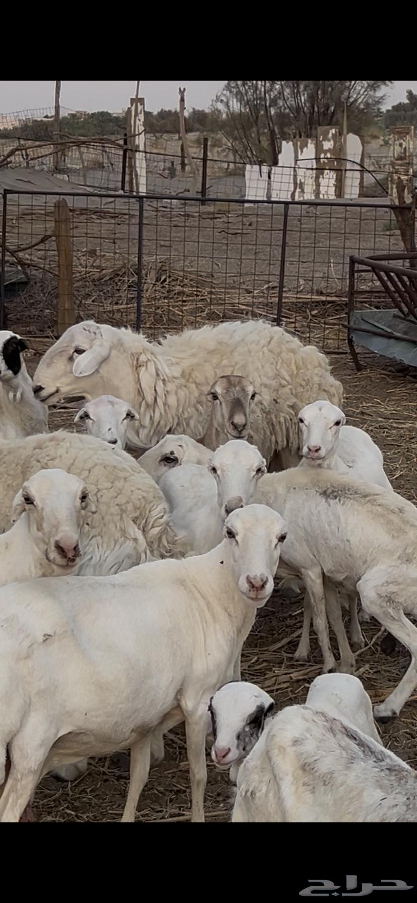 لبيع غنم64388121010051110