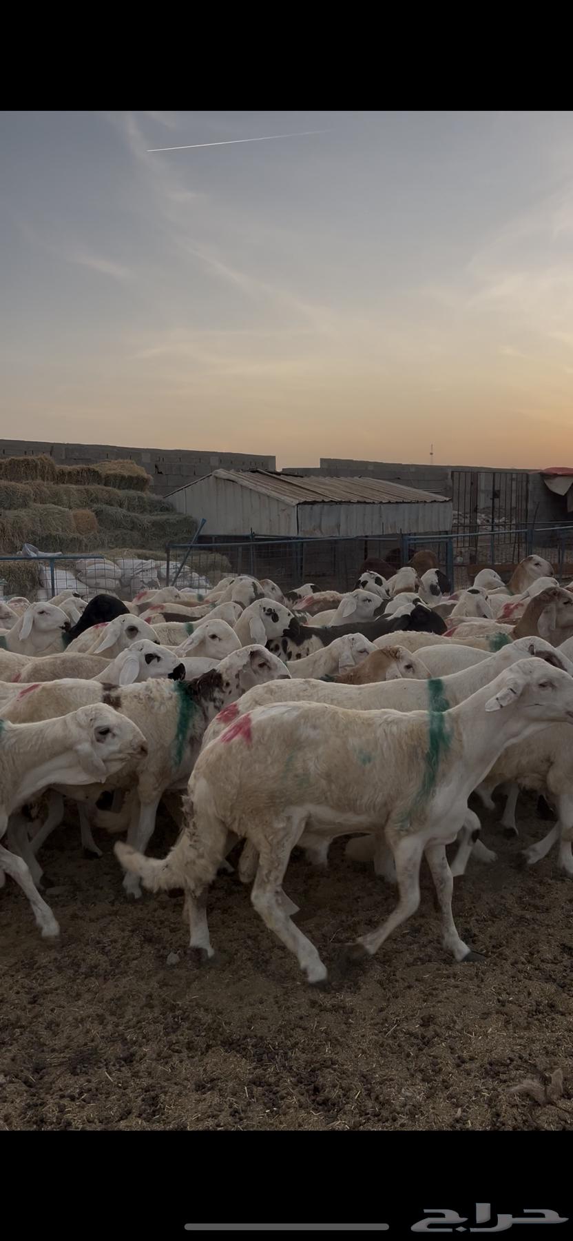 طليان سواكني 99 راس دمازيني مرابي64389916372354111