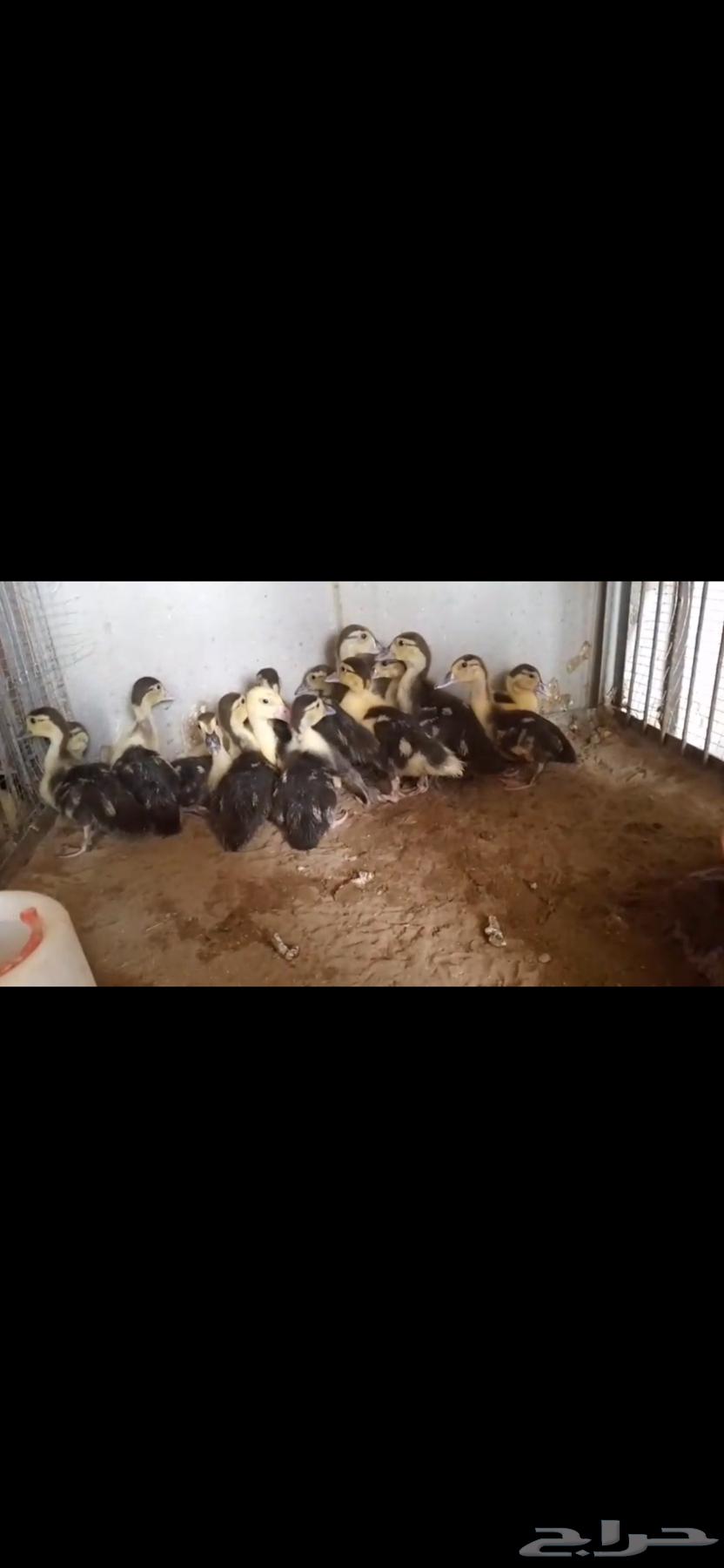 للبيع صوص بط مصري64389999211395111