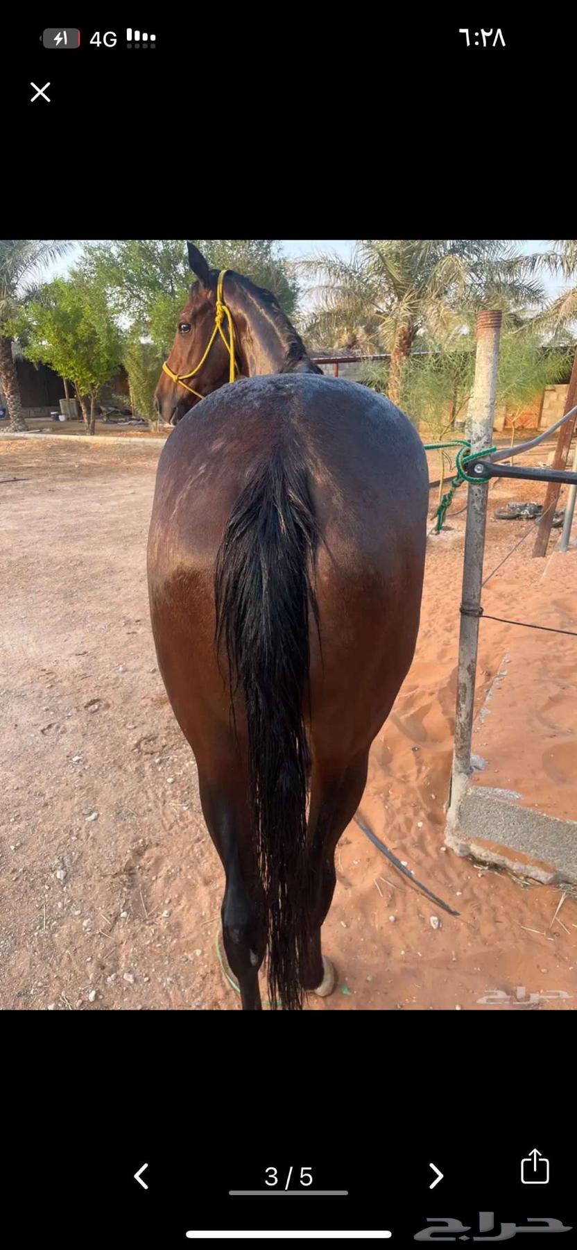 فرس انقليزيه سباق64389433149571112