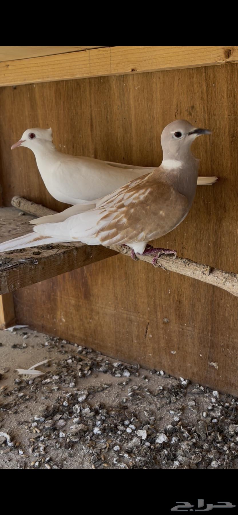 ياكريم يمام64384619337345112