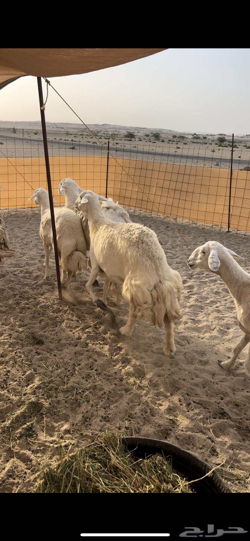 Premium free-range sheep with ram for those who prefer quality64388647095425113