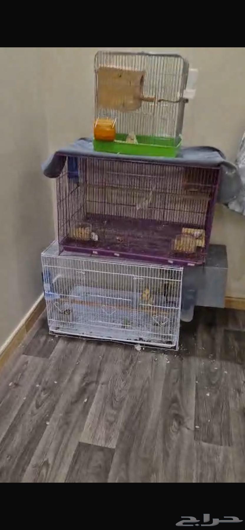 زوج بادجي منتج مع الانتاج64389957687298111