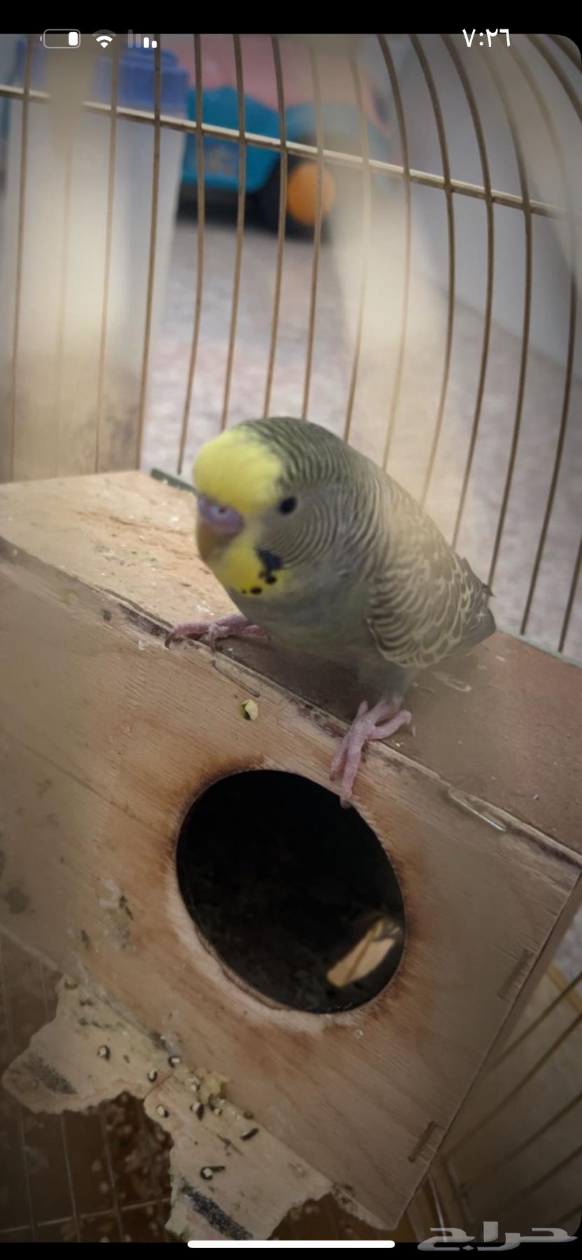 طير بغباء بادجي64388798590467111