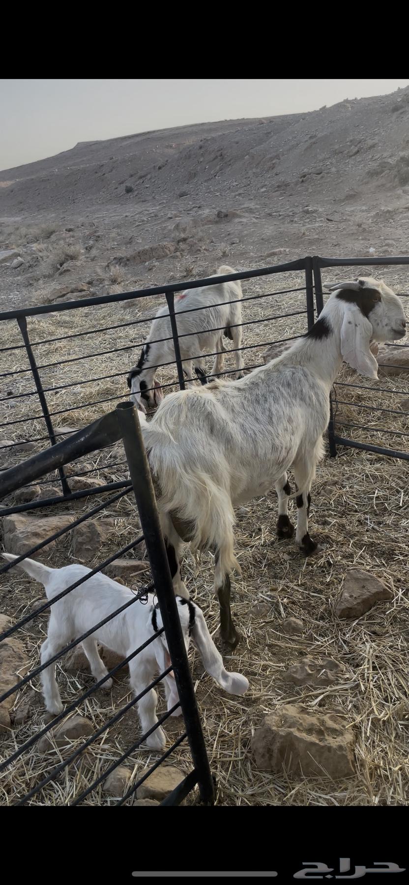 للبيع متابيع64390912005121111