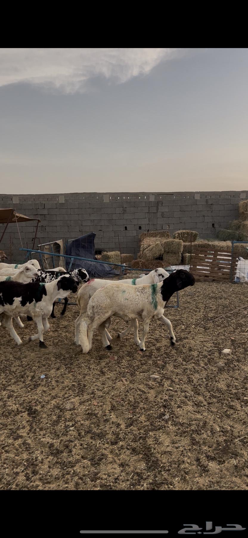 طليان سواكني 99 راس دمازيني مرابي64389916372354110