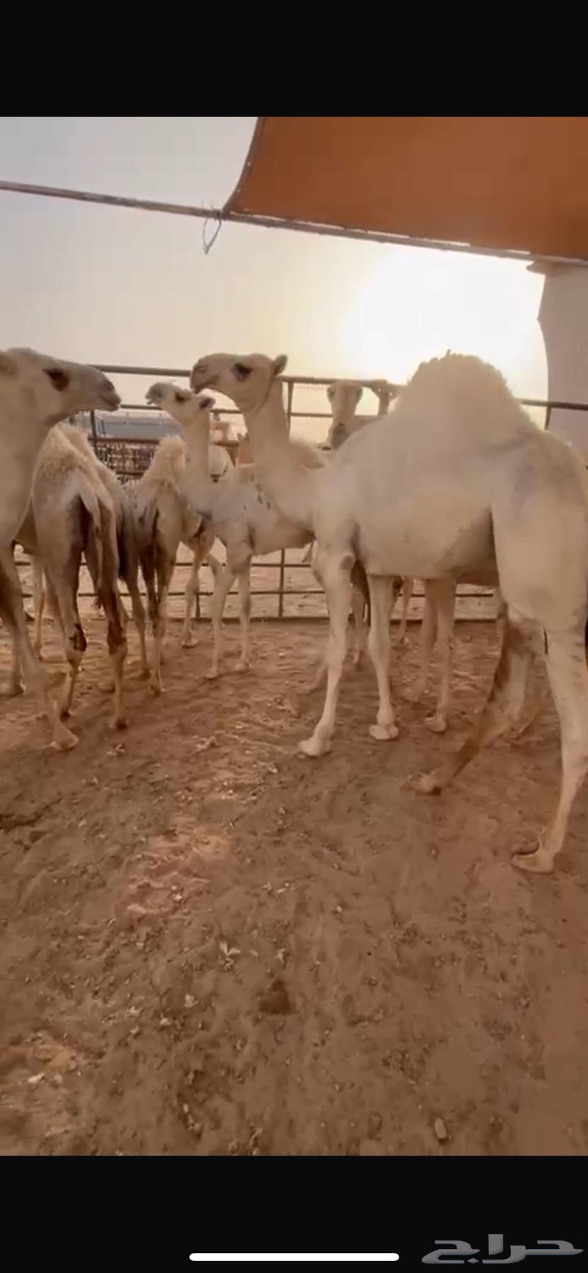 للبيع قعود العمر 8 شهور سمين جدا اللهم بارك64379370331907110