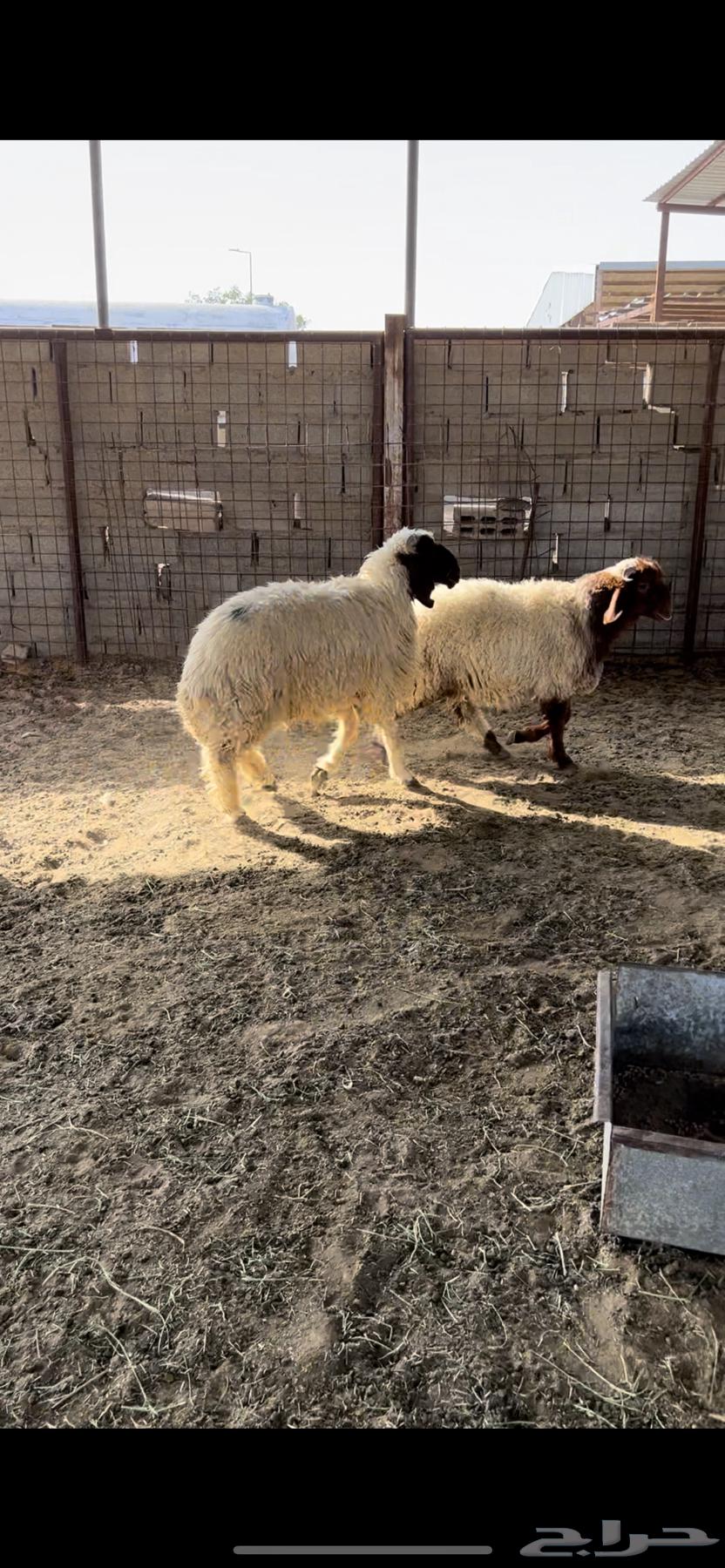 خرفان نعيم طيبات64390485513474111