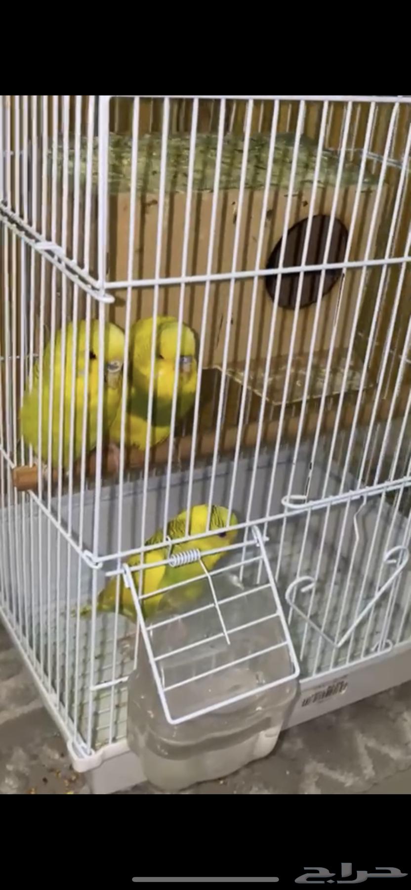 طيور الحب للبيع64391879271555112