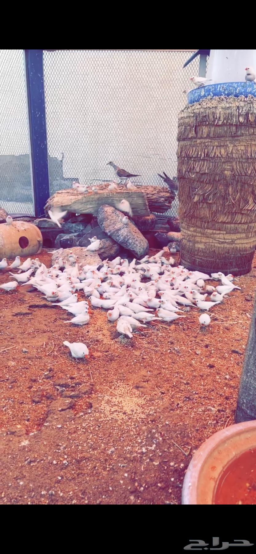 للبيع طيور زيبرا64377608593026110