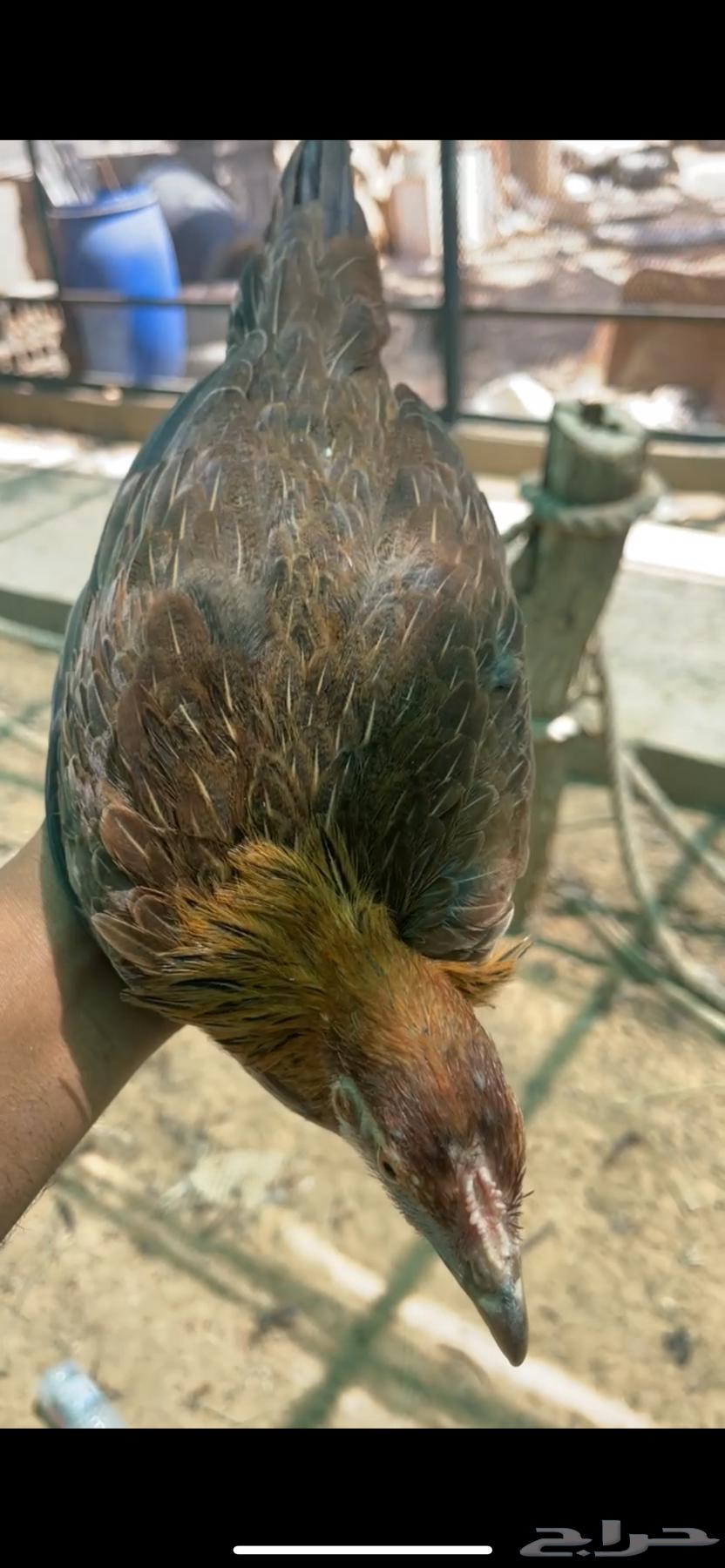 دجاج عربي طقم64391508588417111