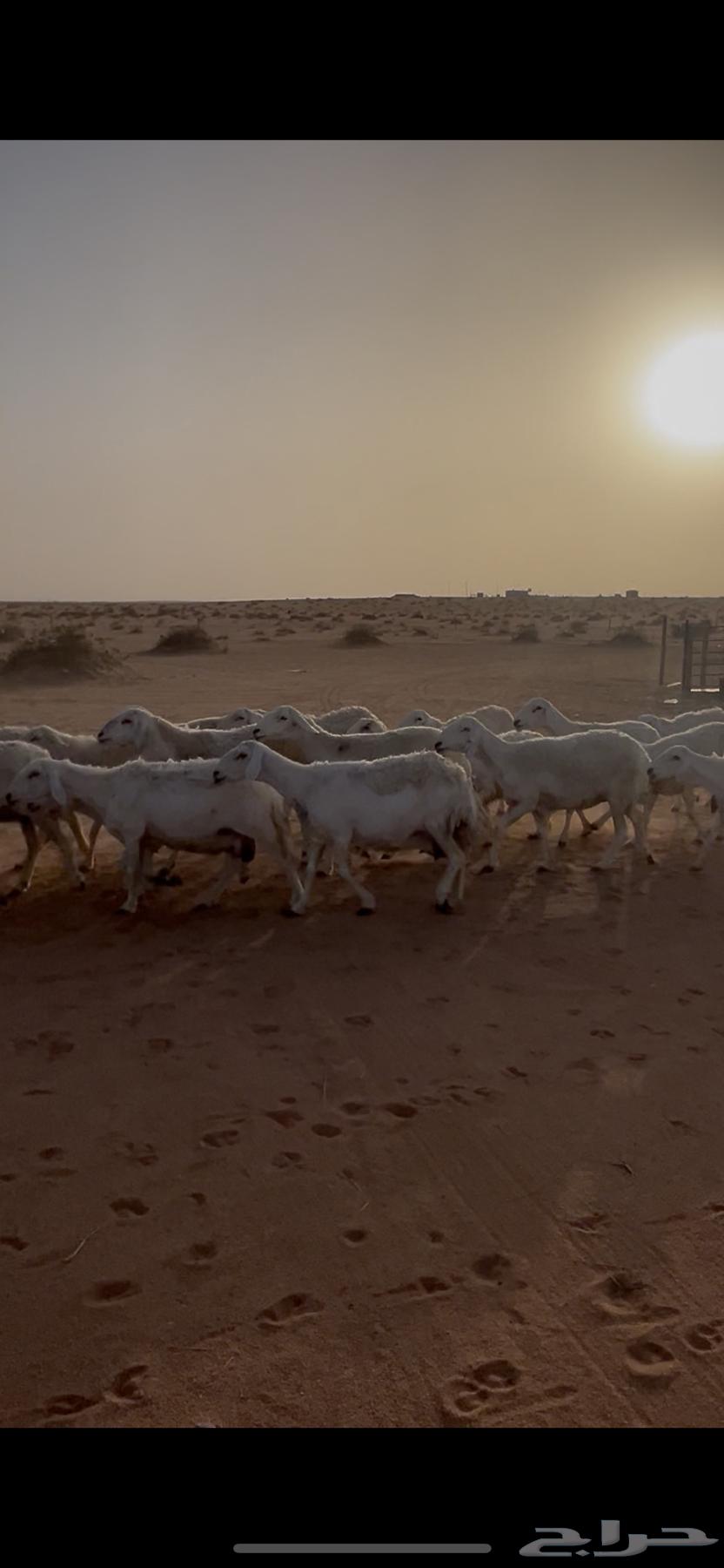 غنم حريات للبيع64391133055618110