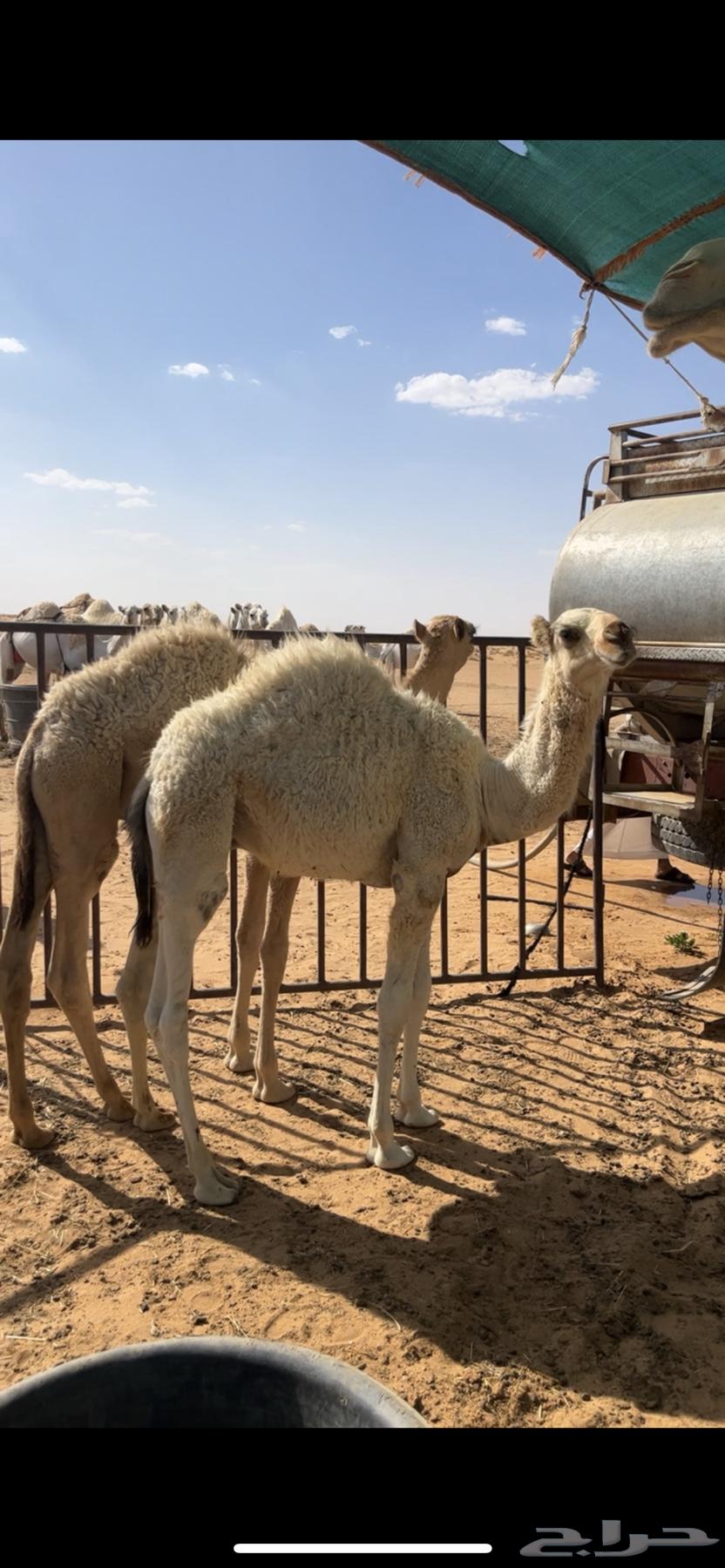 قعدان للبيع طيبات64386697151107111