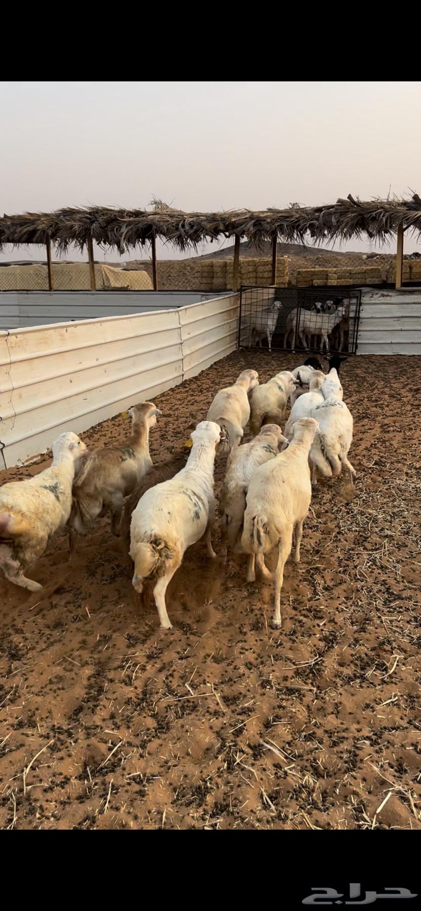 خرفان رفيد مرابي64383234001921110