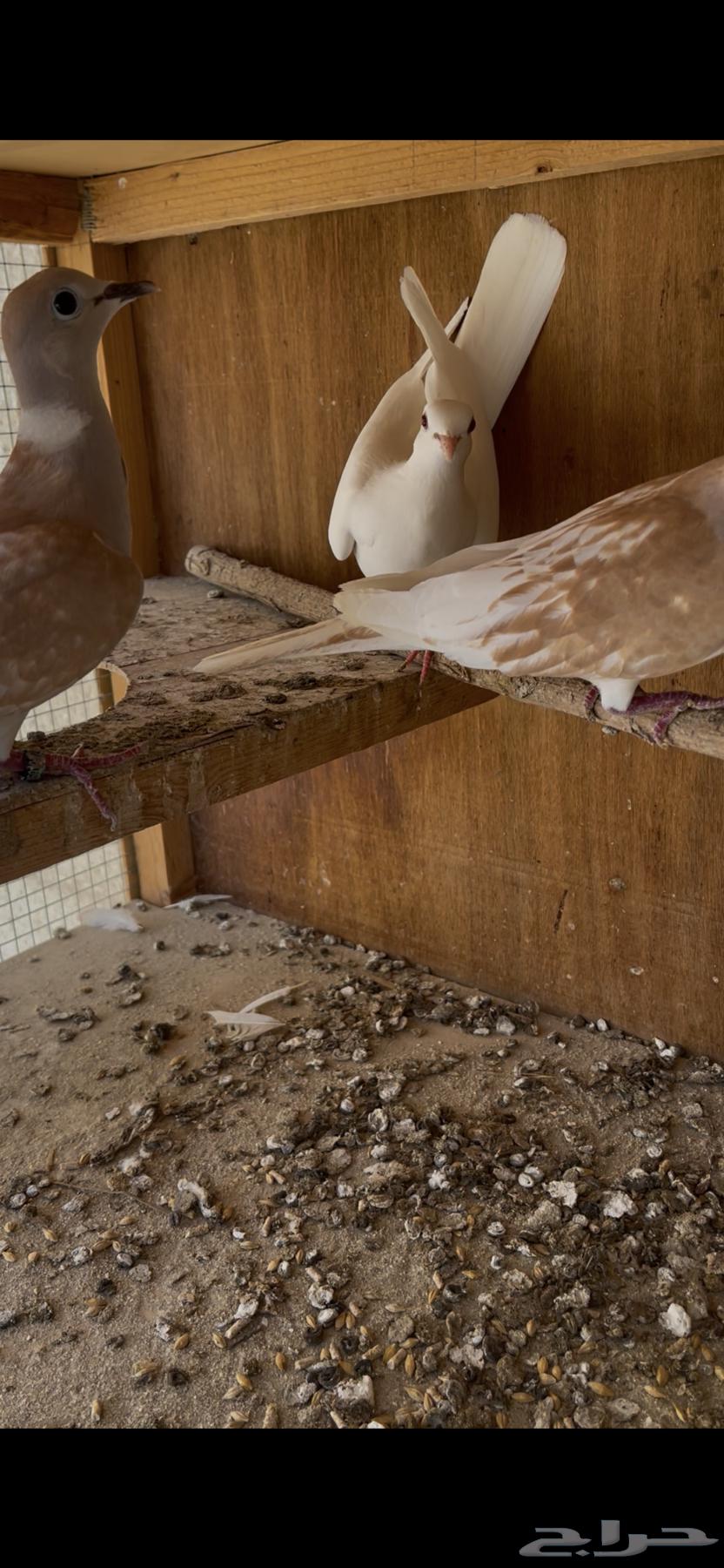 ياكريم يمام64384619337345111