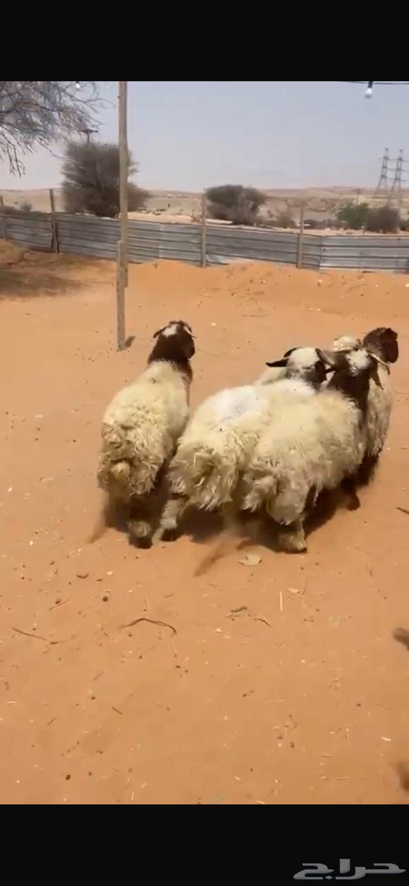 نعيمي بلدي فاخر- يوجد التقسيط تمارا64383469929601113