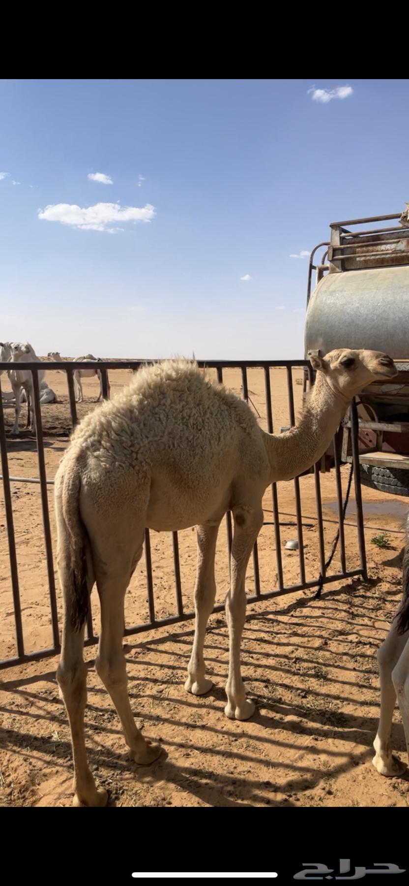 قعدان للبيع طيبات64386697151107113