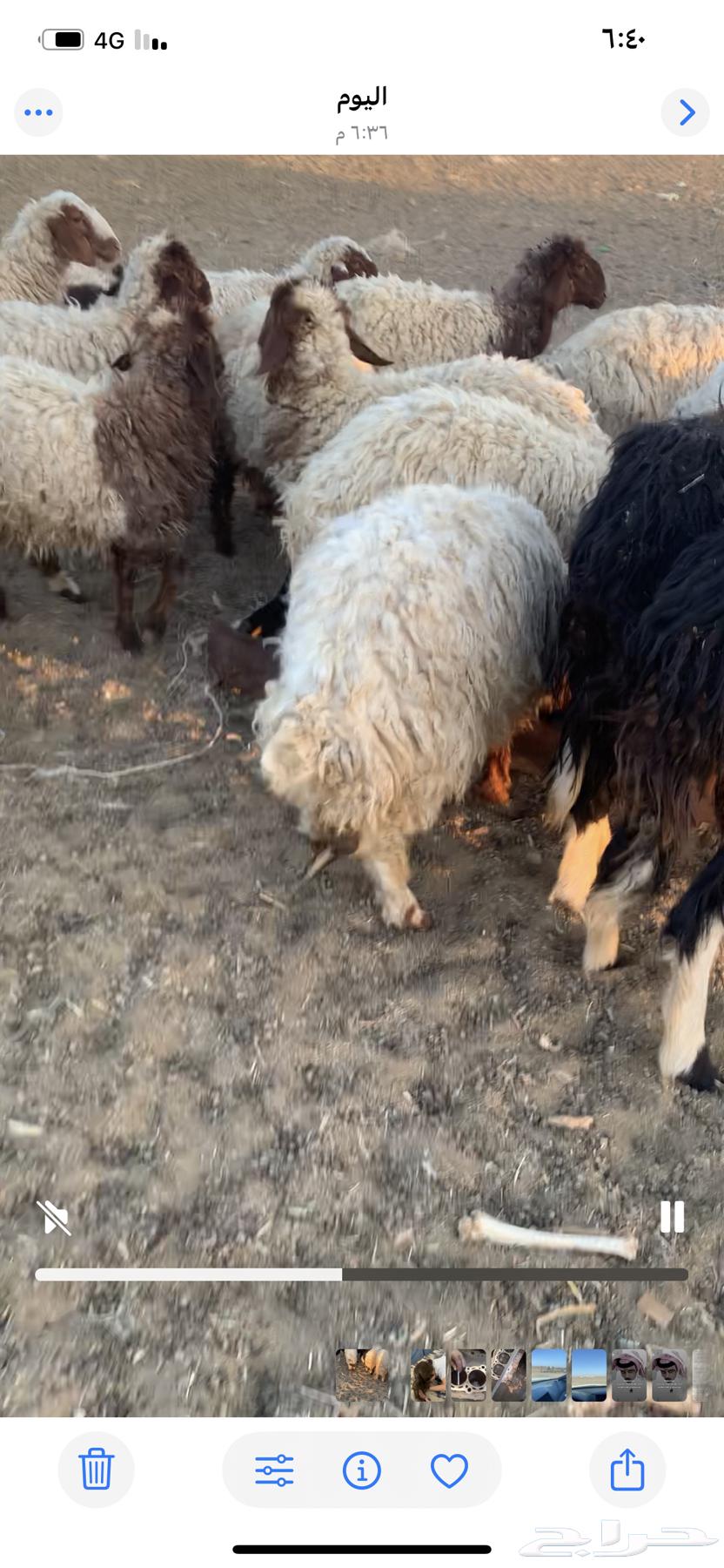 Rkhal Jdhat Issue 2064381452554755110