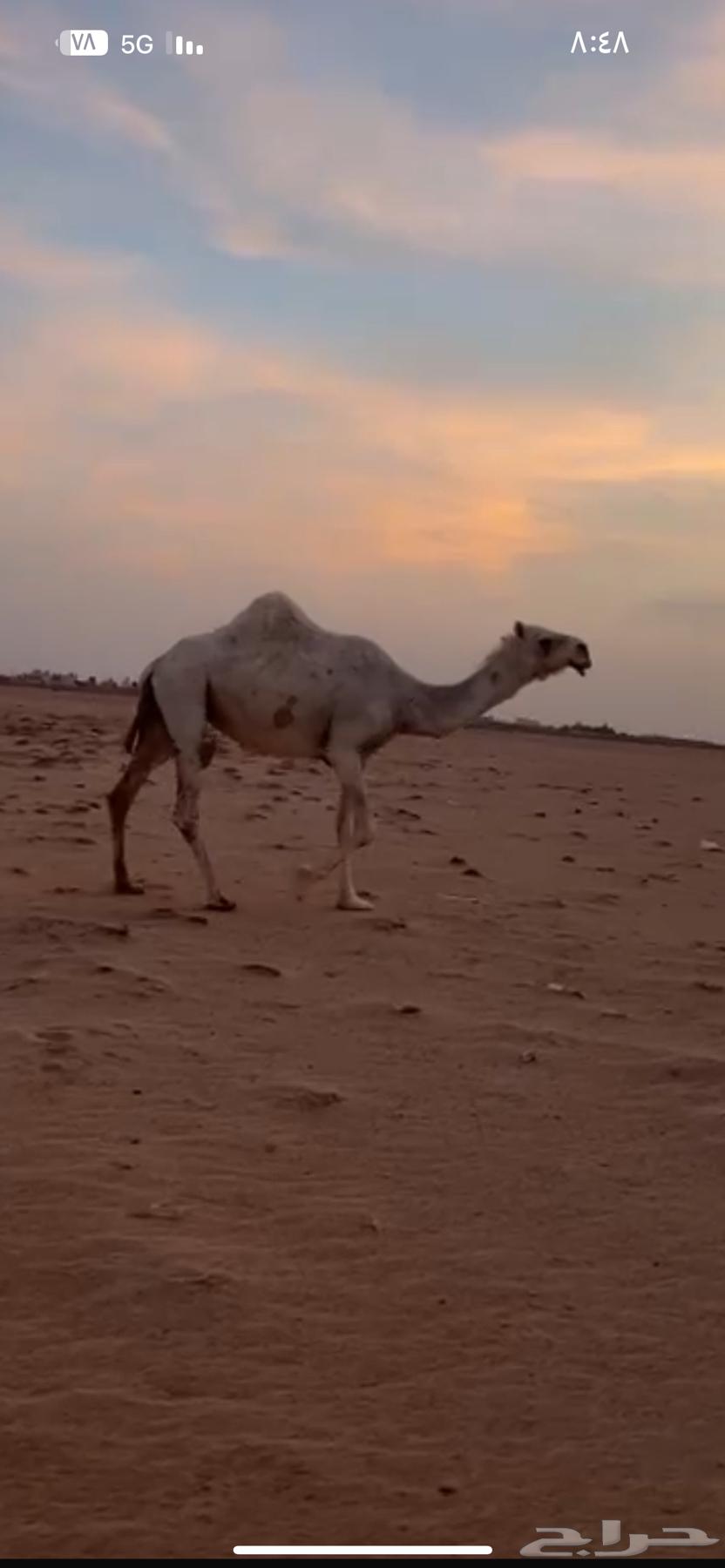 لقحه لها 7شهور على فحل منتج64390068412674110