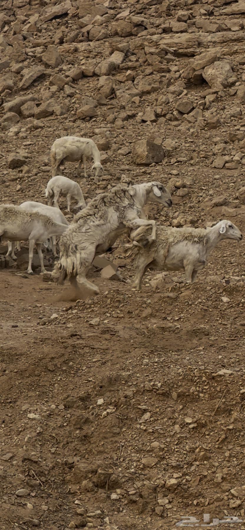 Conditionally Free Stallion64382017988225111