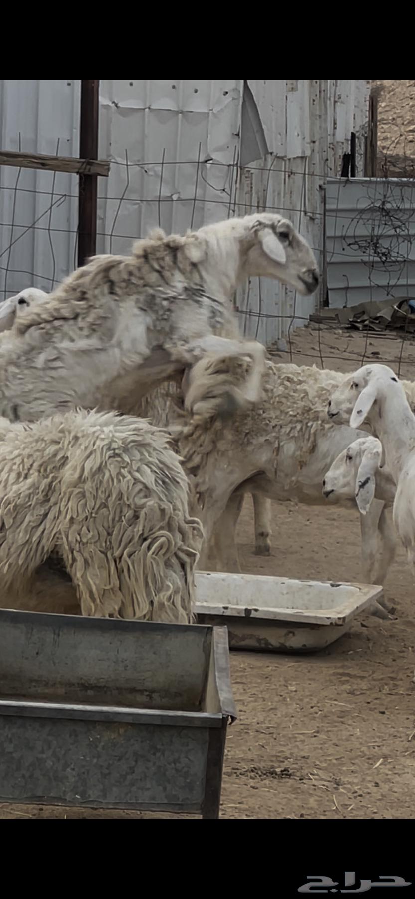 Conditionally Free Stallion64382017988225110