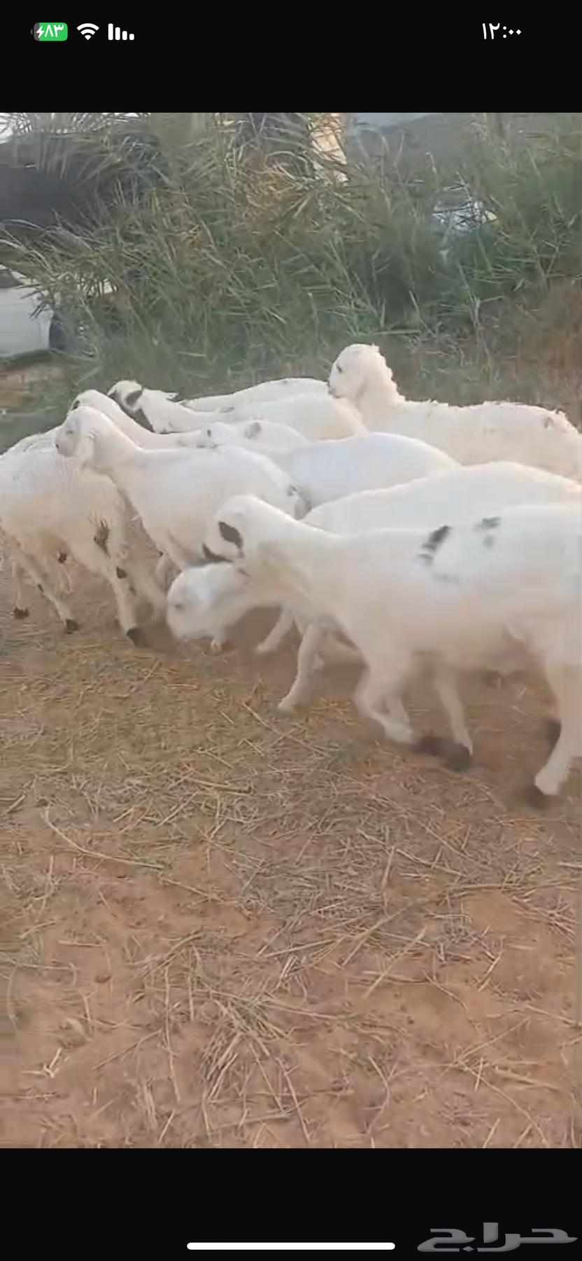 للبيع سواكن مرابي طيبه64377564834435110