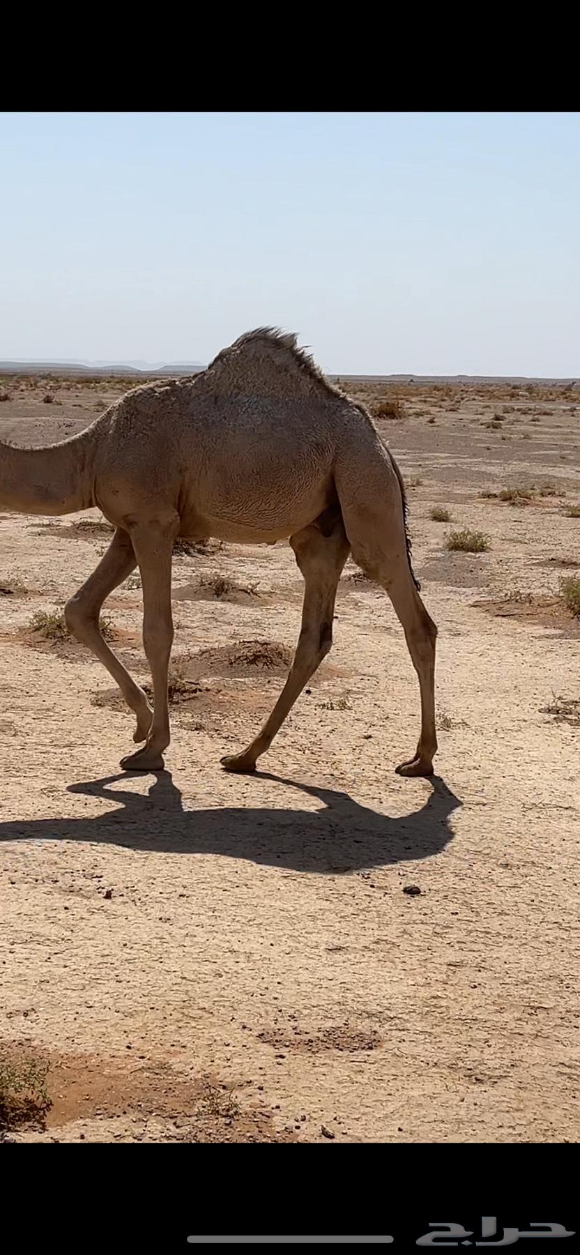 قعدان للبيع64383967905410111