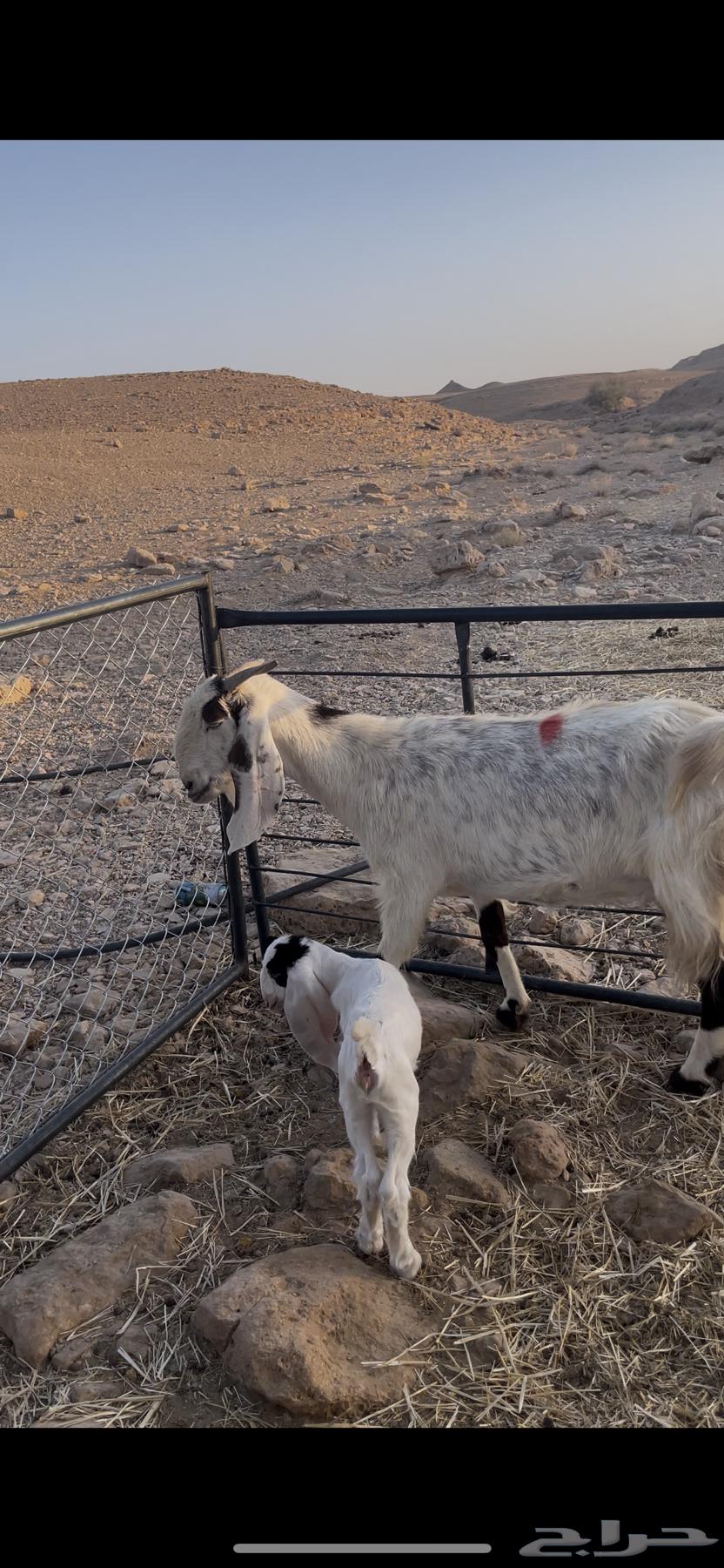 للبيع متابيع64390912005121112