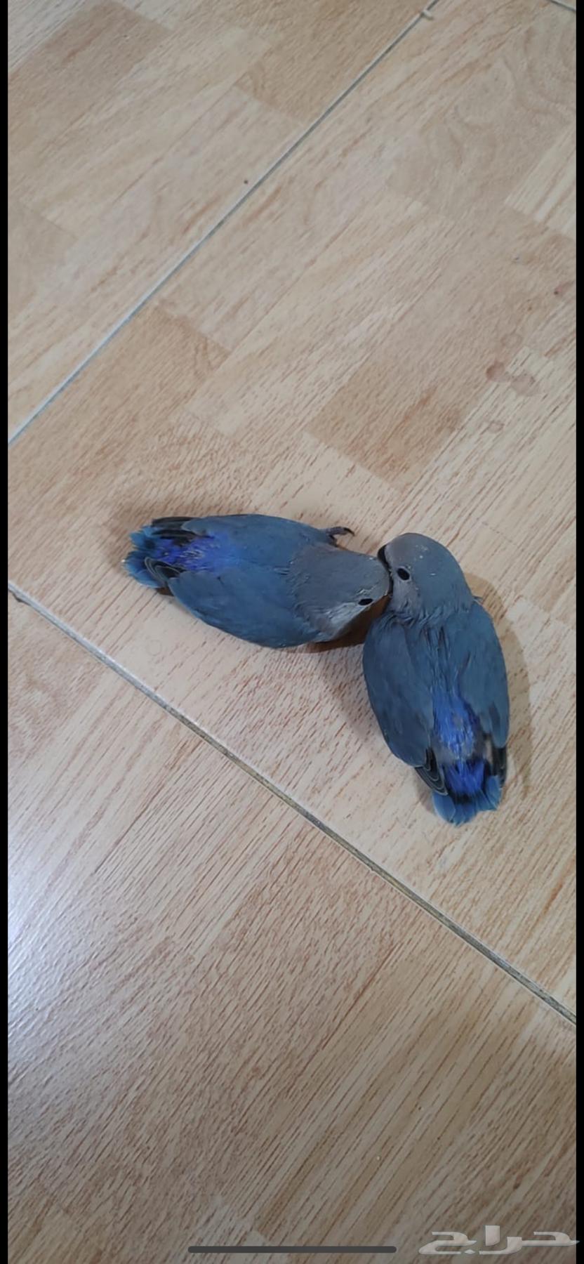 جوز روز للبيع منتج وانتاجه بصوره مكينه انتاج64385202356611112