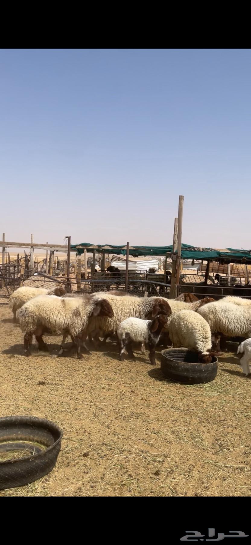 Naaim Raghayith Sheep64386193442563111