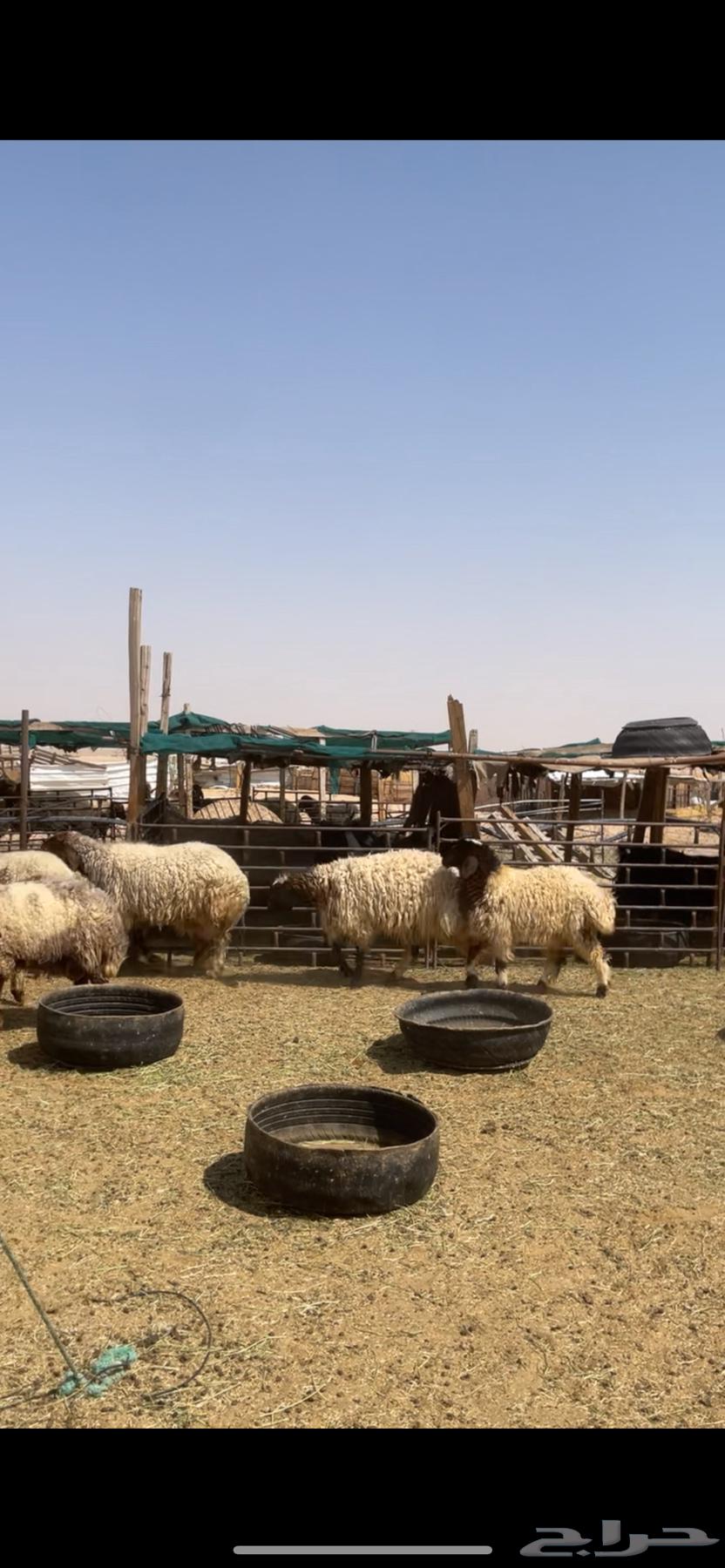 Naaim Raghayith Sheep64386193442563113