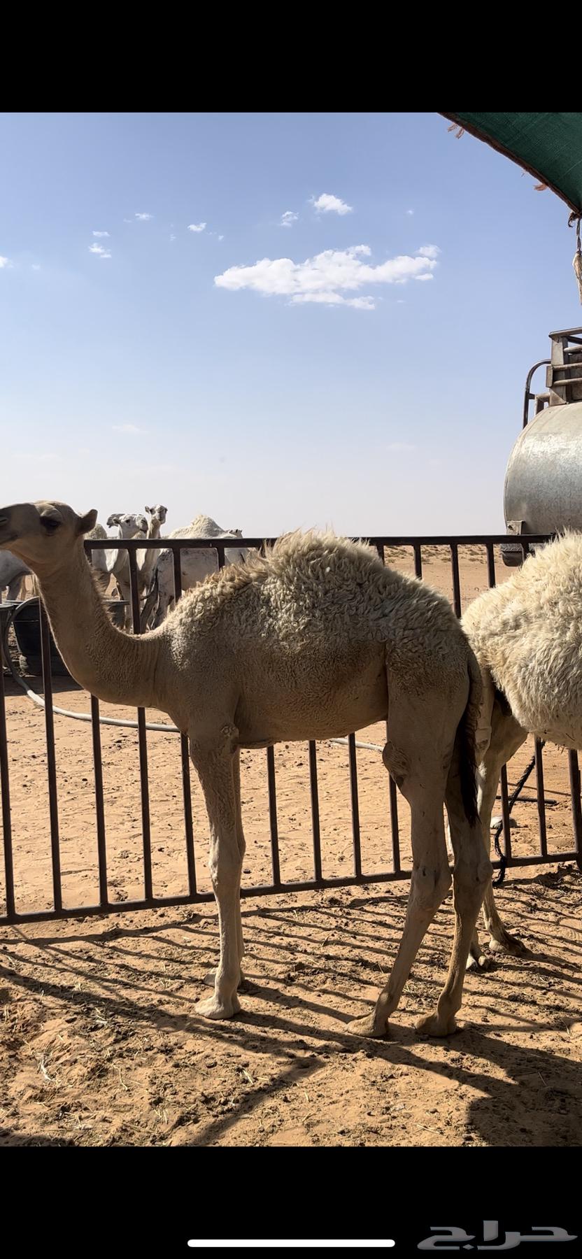 قعدان للبيع طيبات64386697151107110