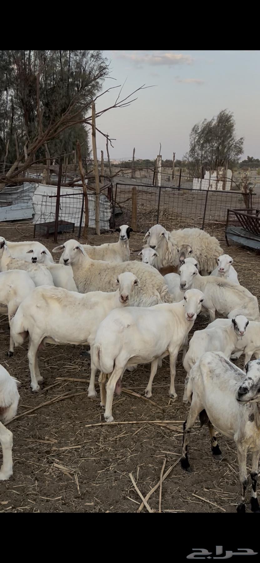 لبيع غنم64388121010051111