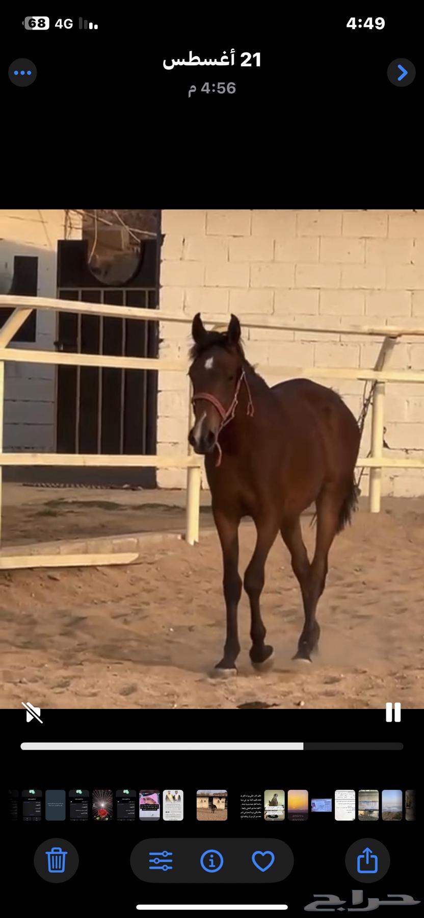 A two-year-and-two-month-old molar64386416996867110