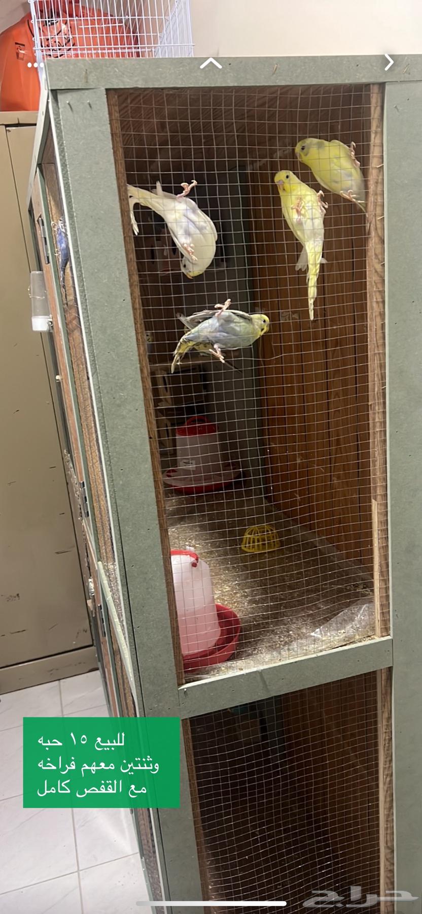 Al-Huwta Al-Sudayr64385244252930113