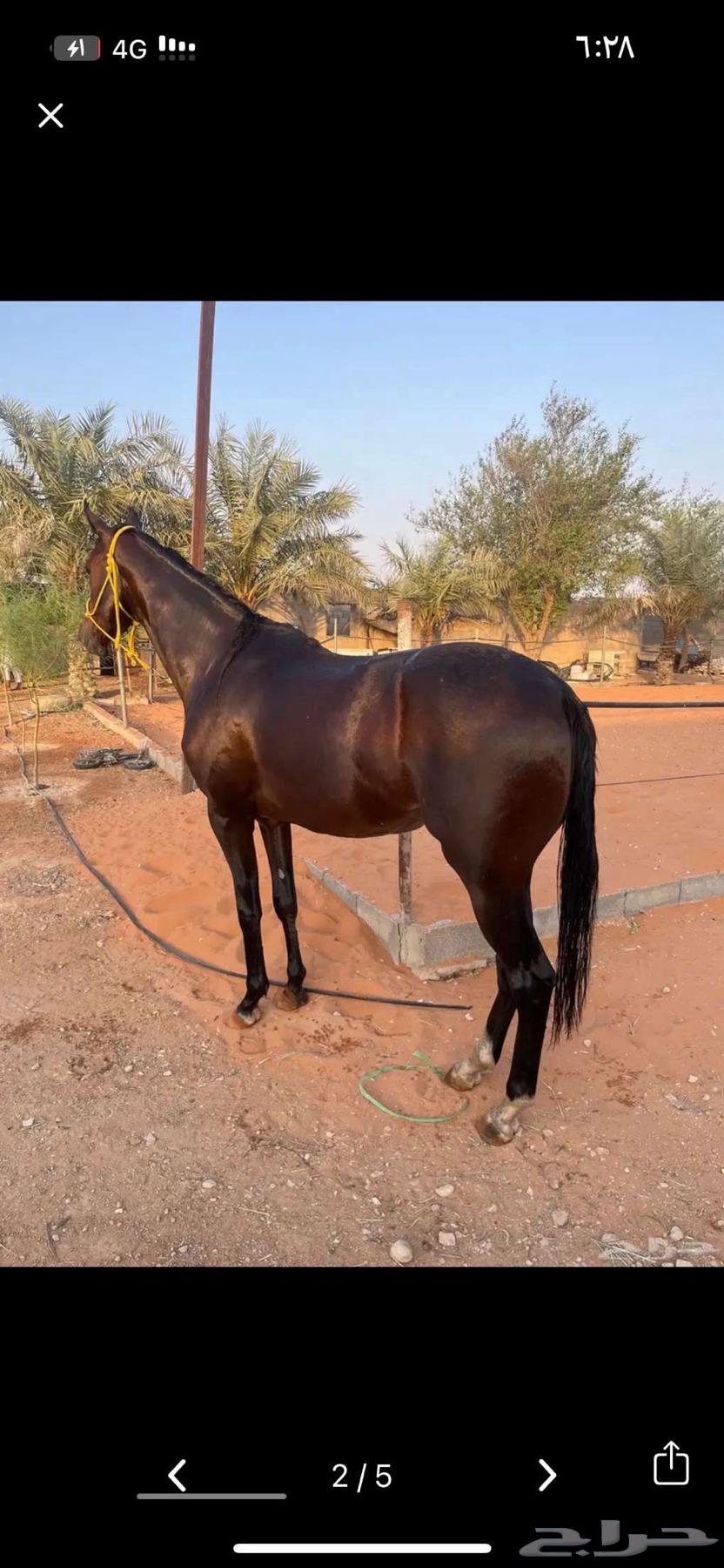 فرس انقليزيه سباق64389433149571113