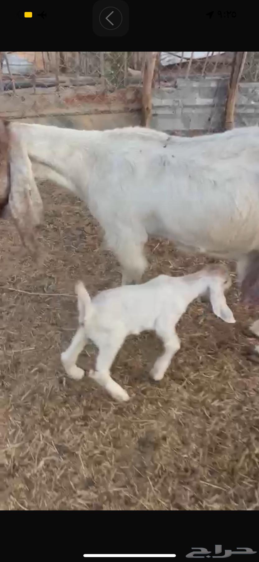 عنز معه تيس وحليب وافرر64390555014273114