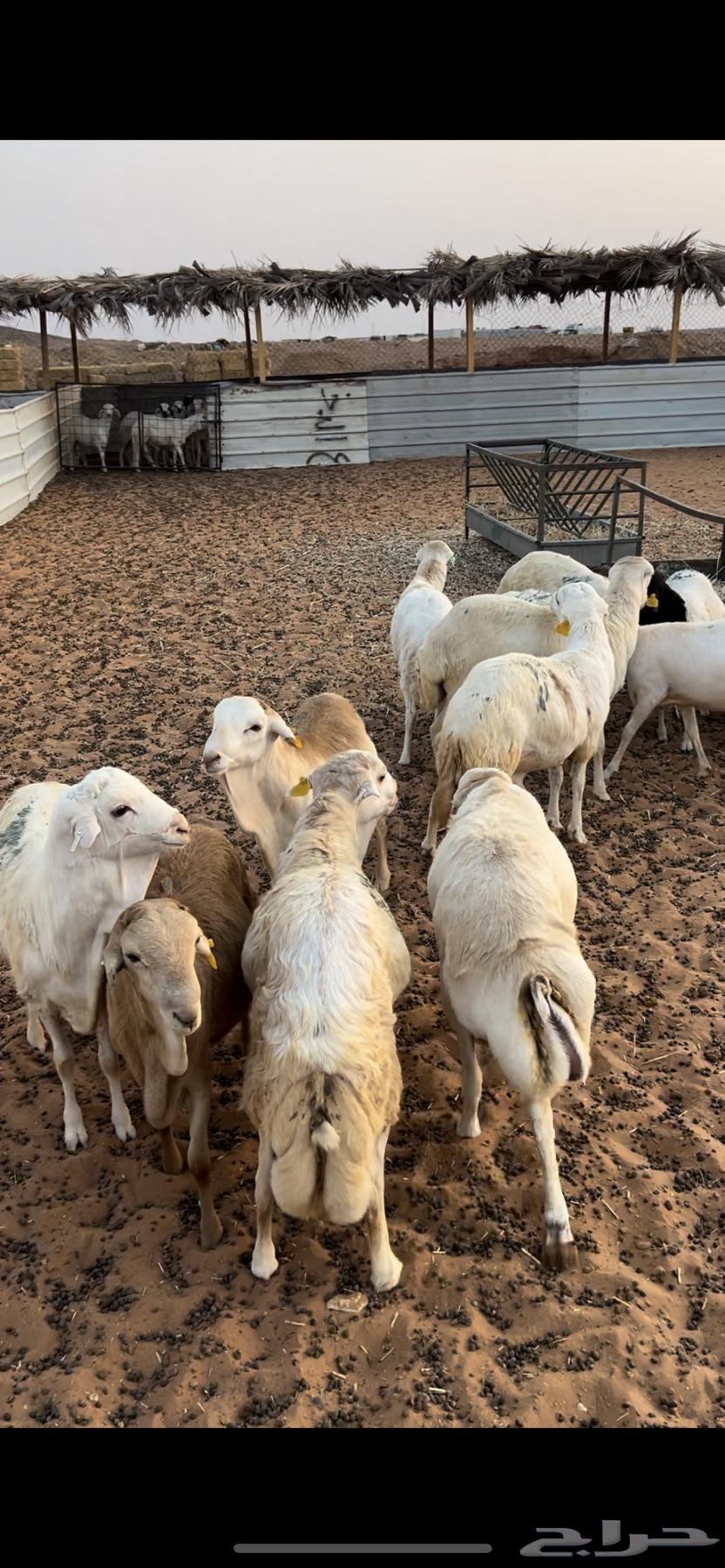 خرفان رفيد مرابي64383234001921111