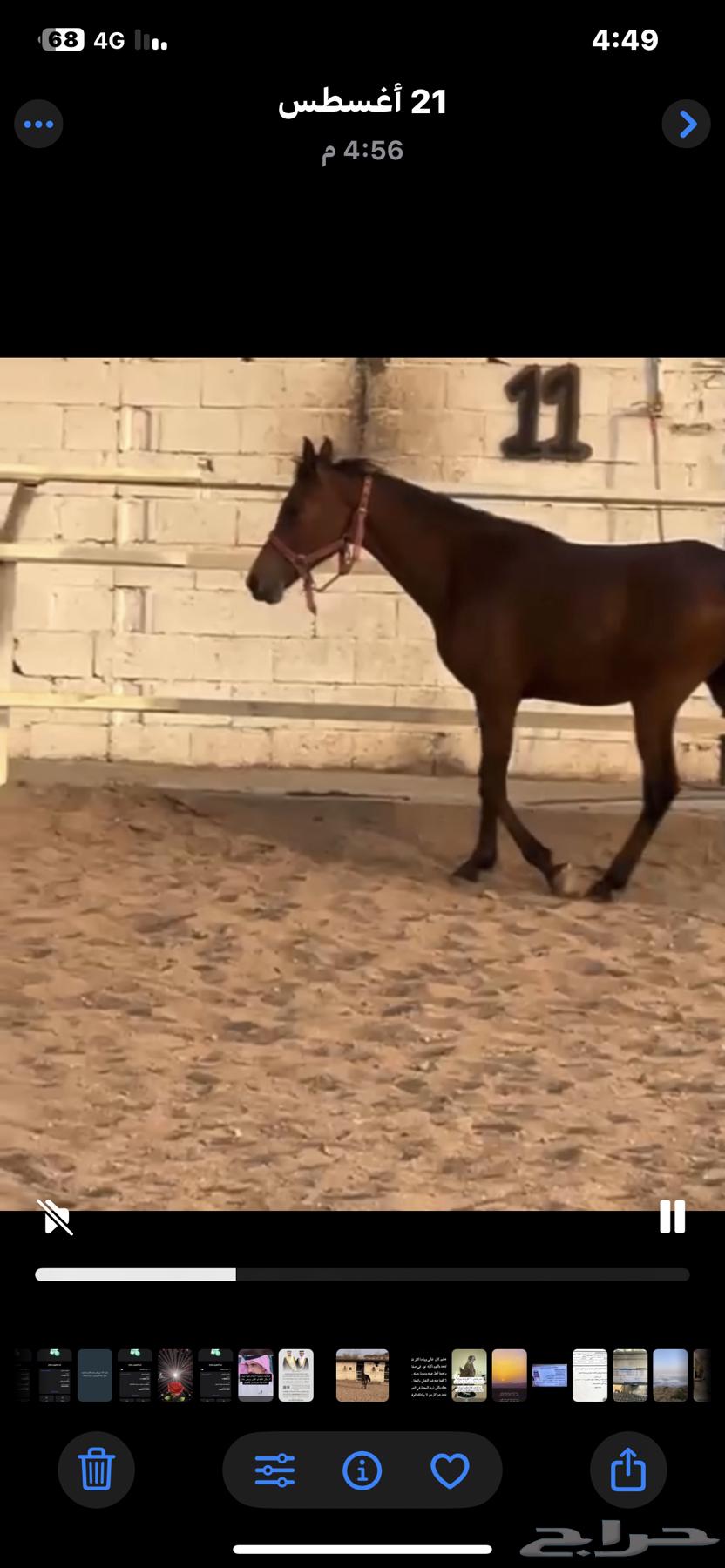 A two-year-and-two-month-old molar64386416996867111